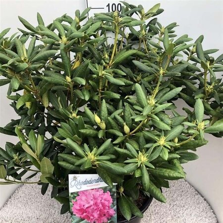 Rhododendron 'Roseum Elegans' PAARS 70-80 cm cont. 30L - afbeelding 2