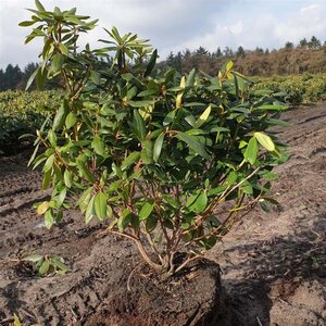 Rhododendron 'Roseum Elegans' PAARS 80-90 cm met kluit - afbeelding 2