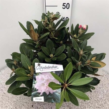 Rhododendron (Y) 'Silberwolke' WIT 30-40 cm cont. 10L - afbeelding 1