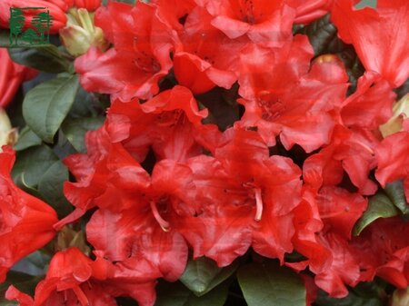 Rhododendron (F) 'Scarlet Wonder' ROOD 25-30 cm cont. 2,0L