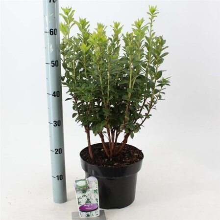 Rhododendron viscosum 30-40 cm cont. 5,0L - afbeelding 2