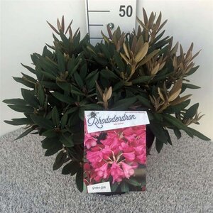 Rhododendron 'Winsome' dwerg ROZE 30-40 cm cont. 10L - afbeelding 1