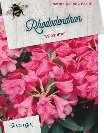 Rhododendron 'Winsome' dwerg ROZE 30-40 cm cont. 10L - afbeelding 2