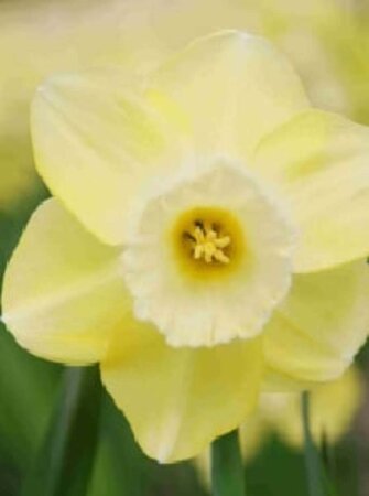 Narcissus 'Avalon' geen maat specificatie bloembol