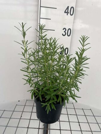 Rosmarinus officinalis geen maat specificatie cont. 2,0L - afbeelding 4