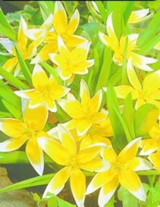 Tulipa 'Tarda' geen maat specificatie bloembol