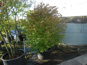 Viburnum plic. 'Grandiflorum' = 'Rotundifolium' 250-300 cm container single