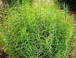 Carex musk. 'Little Midge' geen maat specificatie 0,55L/P9cm - afbeelding 2