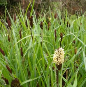 Carex acutiformis geen maat specificatie 0,55L/P9cm - afbeelding 1