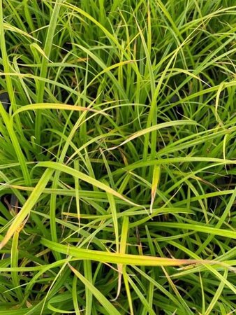 Carex acutiformis geen maat specificatie 0,55L/P9cm - afbeelding 3