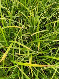 Carex acutiformis geen maat specificatie 0,55L/P9cm - afbeelding 3