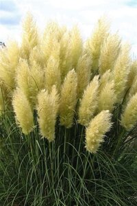 Cortaderia selloana 'Sunningdale Silver' geen maat specificatie cont. 3,0L