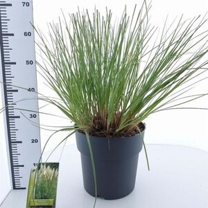 Cortaderia s. Tiny Pampa 50-60 cm cont. 12L - image 3