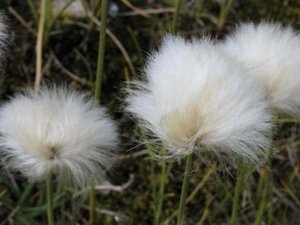 Eriophorum vaginatum geen maat specificatie 0,55L/P9cm - afbeelding 1