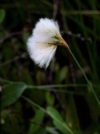 Eriophorum vaginatum geen maat specificatie 0,55L/P9cm - afbeelding 2