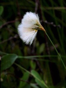 Eriophorum vaginatum geen maat specificatie 0,55L/P9cm - afbeelding 2