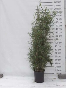 Fargesia robusta 'Campbell' 125-150 cm cont. 15L - afbeelding 2