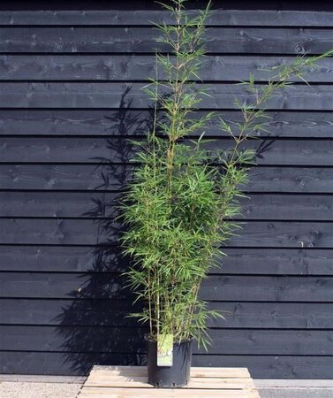 Fargesia robusta 'Campbell' 125-150 cm cont. 15L - afbeelding 1