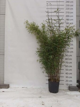 Fargesia 'Winter Joy' 125-150 cm cont. 15L - afbeelding 2