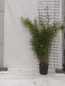 Fargesia 'Winter Joy' 125-150 cm cont. 15L - afbeelding 2