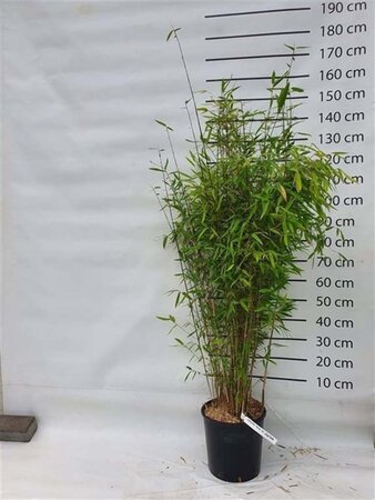 Fargesia 'Winter Joy' 125-150 cm cont. 15L - afbeelding 1