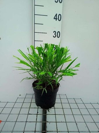 Hakonechloa macra geen maat specificatie cont. 2,0L - afbeelding 11