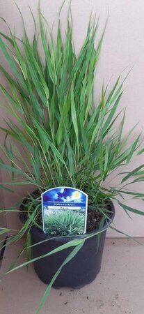 Hakonechloa macra geen maat specificatie cont. 2,0L - afbeelding 3