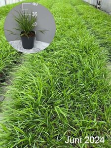 Hakonechloa macra geen maat specificatie cont. 2,0L - afbeelding 4