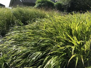 Hakonechloa macra geen maat specificatie cont. 2,0L - afbeelding 7