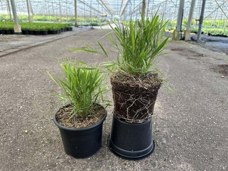 Hakonechloa macra geen maat specificatie cont. 2,0L - afbeelding 2