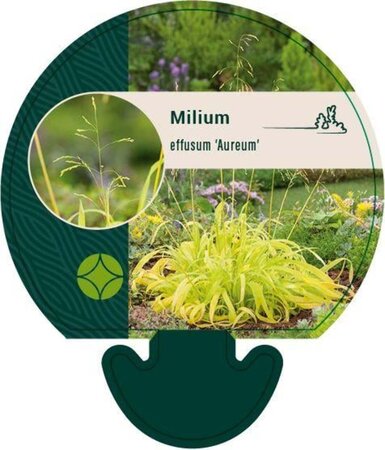 Milium effusum 'Aureum' geen maat specificatie 0,55L/P9cm - image 1