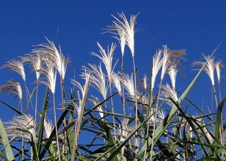 Miscanthus giganteus geen maat specificatie 0,55L/P9cm - afbeelding 1