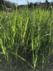 Miscanthus giganteus geen maat specificatie 0,55L/P9cm - afbeelding 2