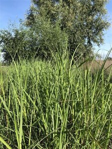 Miscanthus giganteus geen maat specificatie 0,55L/P9cm - afbeelding 3