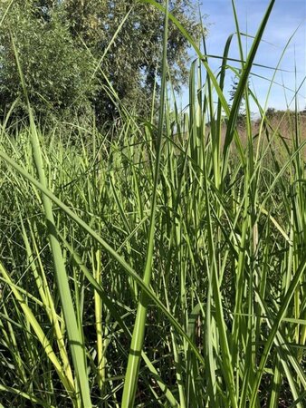 Miscanthus giganteus geen maat specificatie 0,55L/P9cm - afbeelding 4