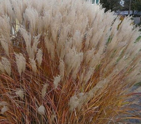 Miscanthus sin. 'Adagio' geen maat specificatie 0,55L/P9cm - afbeelding 1