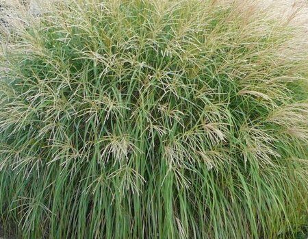 Miscanthus sin. 'Adagio' geen maat specificatie 0,55L/P9cm - afbeelding 2