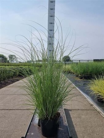 Miscanthus sin. 'Gracillimus' geen maat specificatie cont. 10L - image 4