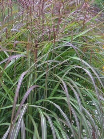 Miscanthus sin. 'Samurai' geen maat specificatie 0,55L/P9cm