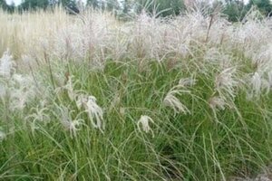 Miscanthus sin. 'Sarabande' geen maat specificatie 0,55L/P9cm