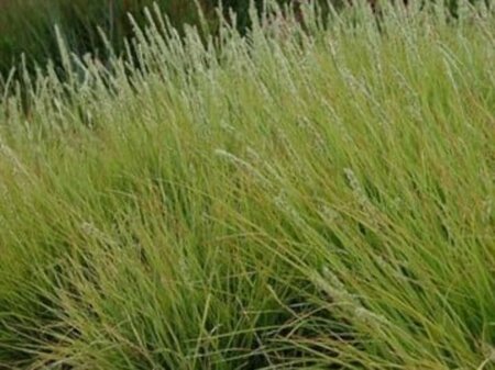 Molinia arundinacea geen maat specificatie 0,55L/P9cm - afbeelding 1