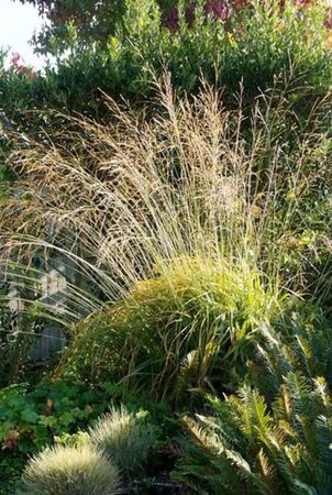 Molinia arundinacea geen maat specificatie 0,55L/P9cm - afbeelding 3