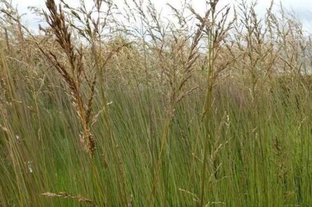 Molinia arund. 'Windsäule' geen maat specificatie 0,55L/P9cm