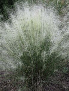 Muhlenbergia lindheimeri geen maat specificatie 0,55L/P9cm