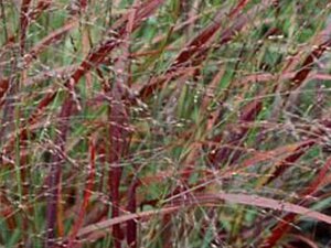 Panicum virgatum 'Sangria' geen maat specificatie 0,55L/P9cm - afbeelding 1