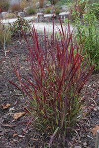 Panicum virgatum 'Sangria' geen maat specificatie 0,55L/P9cm - afbeelding 2