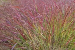 Panicum virgatum 'Squaw' geen maat specificatie cont. 3,0L - afbeelding 1