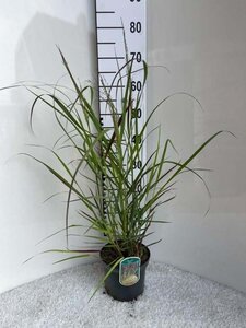 Panicum virgatum 'Squaw' geen maat specificatie cont. 3,0L - afbeelding 2