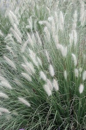 Pennisetum al. 'Foxtrot' geen maat specificatie 0,55L/P9cm