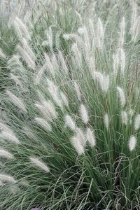 Pennisetum al. 'Foxtrot' geen maat specificatie 0,55L/P9cm